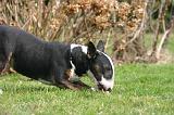 BULL TERRIER MINIATURE 301